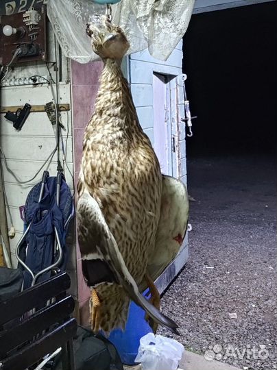 Дикая утка кряква