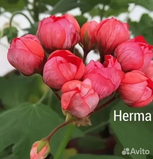 Пеларгонии