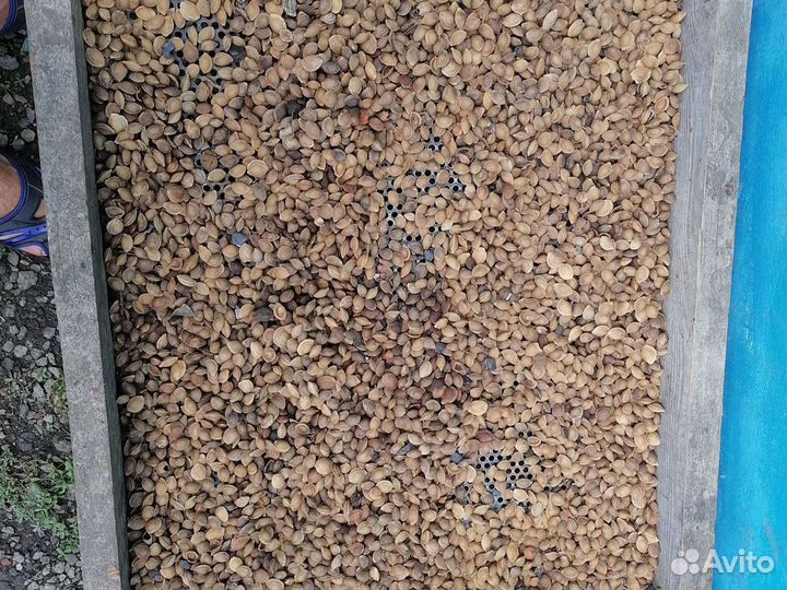 Семена антипка (моголепка), алыча, жердела