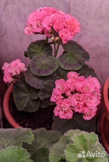Пеларгонии сортовые