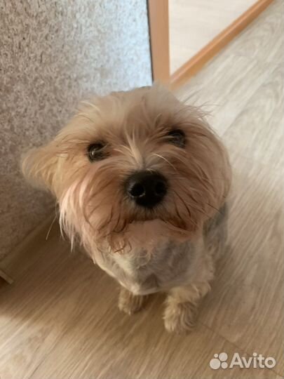 Погуляю с вашей собакой