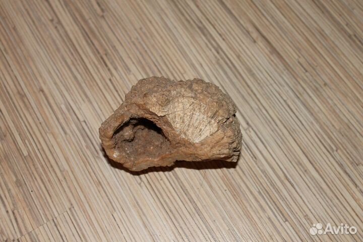 Окаменелость