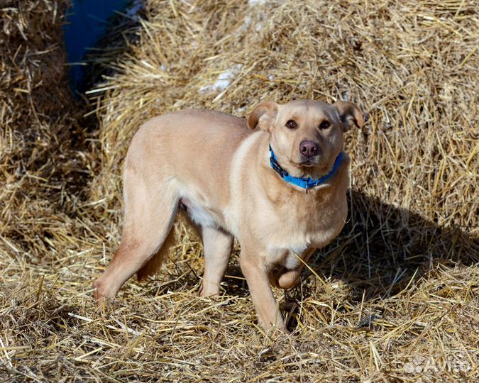 Абрау собака