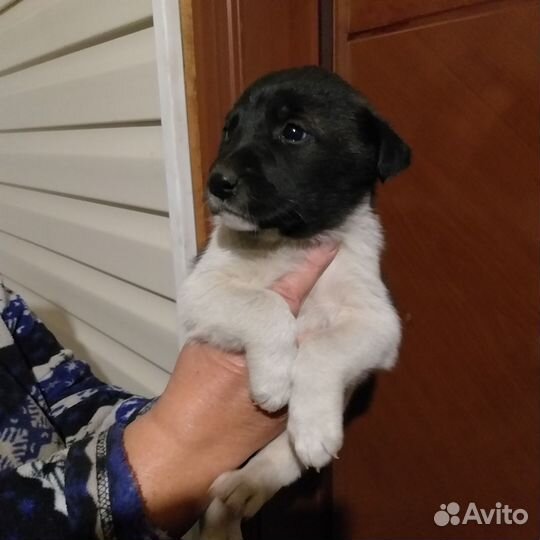 Щенок - девочка