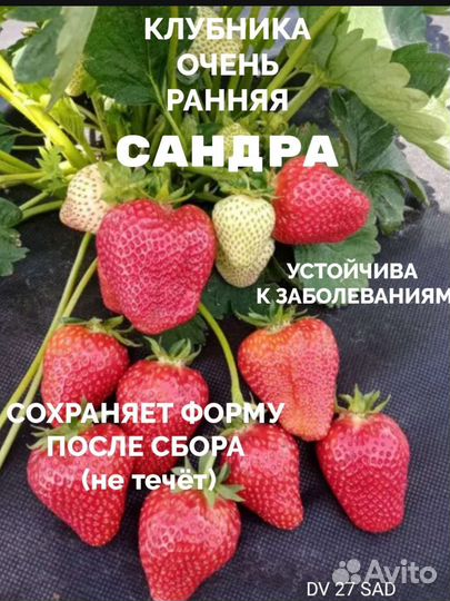 Рассада клубники в стаканчиках