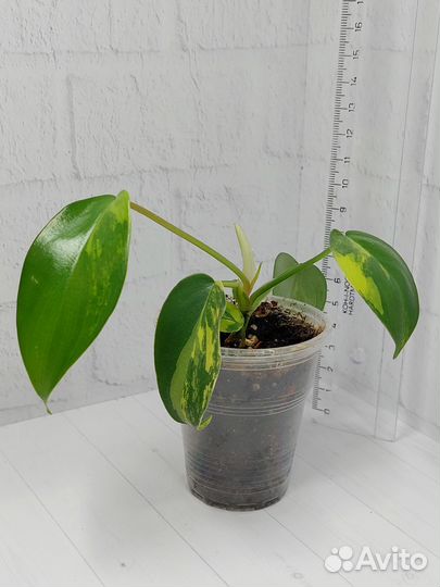 Филодендрон Magic Mask