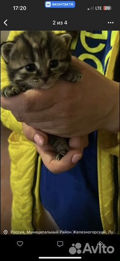 Кошка
