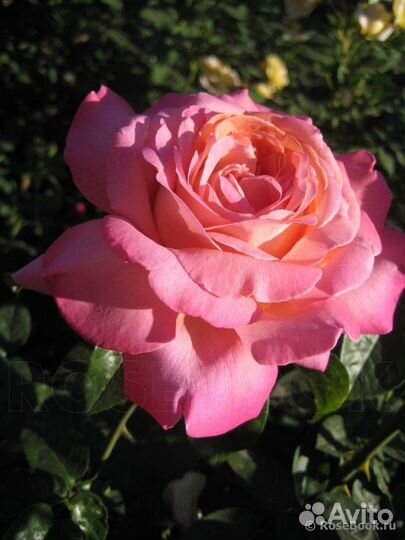 Чайно-гибридная Роза Чикаго Пис