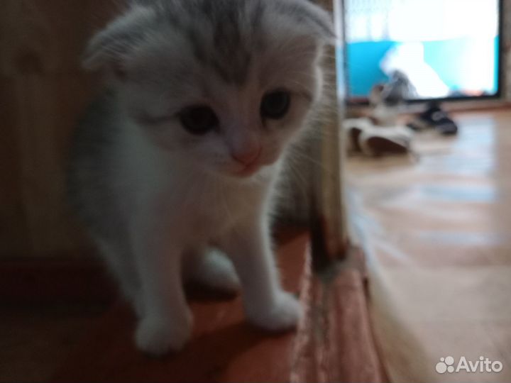 Котик вислоухий