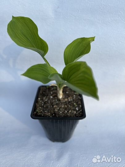 Хоста Fragrant dream C2