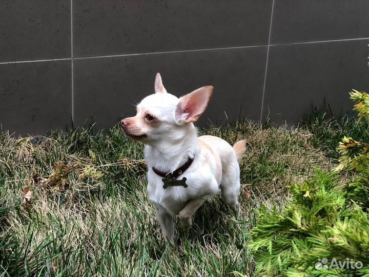 Вязка чихуа, мальчик