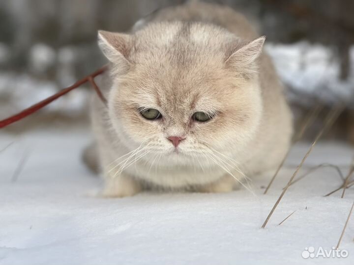 Британская кошечка