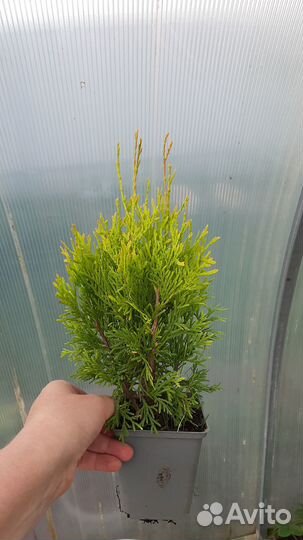 Туя западная