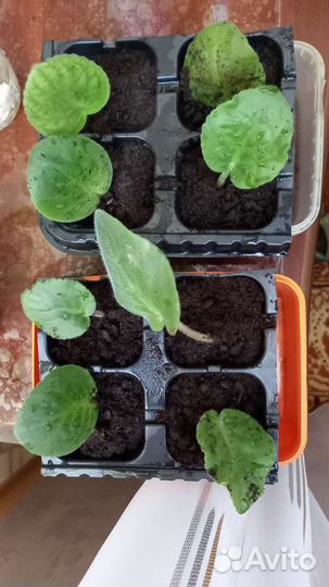 Фиалка-укорененный набор 4шт