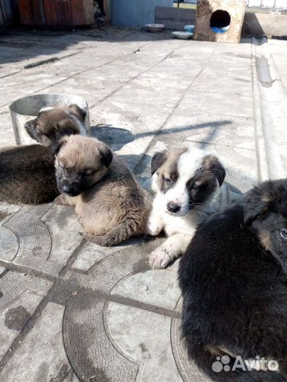 Собака в добрые руки отдам бесплатно щенки