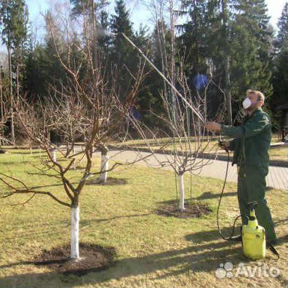 Химикаты для опрыскивания деревьев