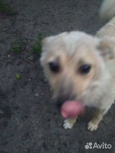 Щенок в добрые руки