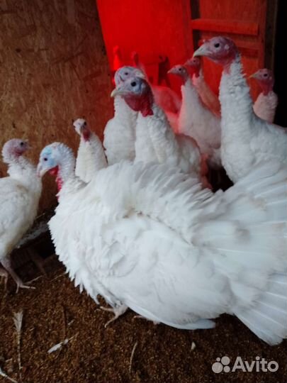 Индюшата, индюшки, индюки