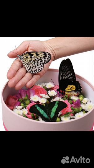 В подарок, живые тропические бабочки и бабочкарии