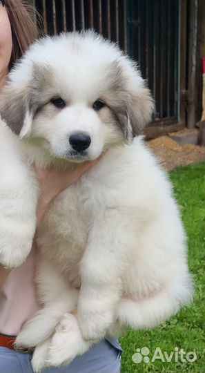 Щенки перинейской горной собаки