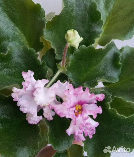 Фиалка Ле- Изящный век