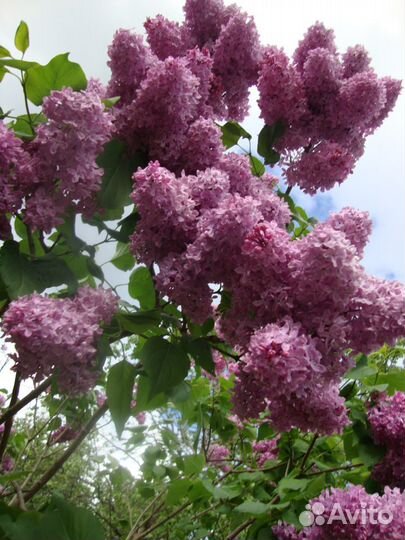 Пионы,калина Бульдонеж,сирень,крыжовник,земляника