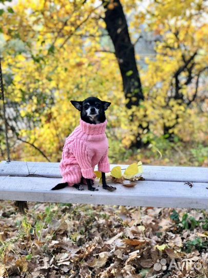 Вязанная одежда для собак и кошек
