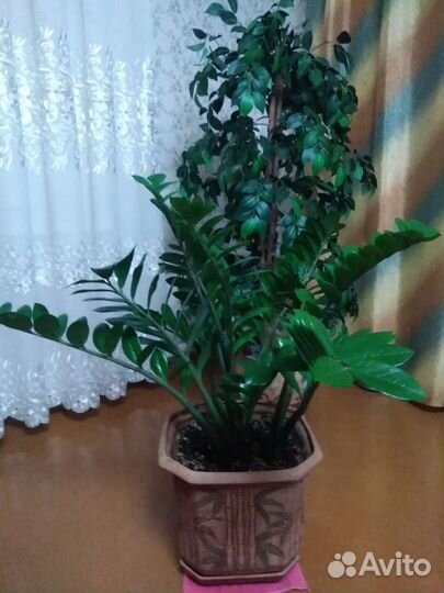 Замиокулькас