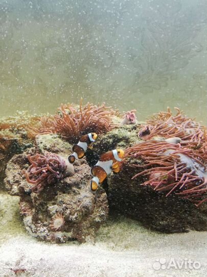 Морской аквариум