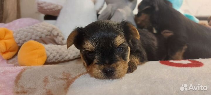 Йоркширский терьер