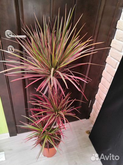 Пальма Драцена биколор 24/120