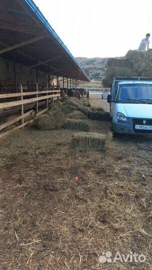 Сено в тюках