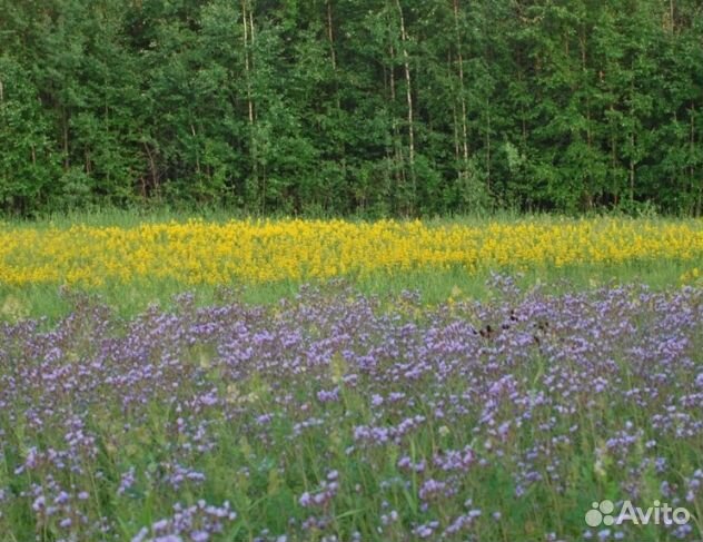 Мёд 2024 года из Алтая опт