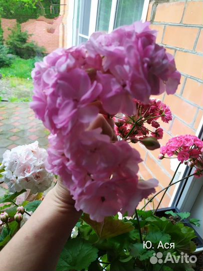 Пеларгония Ю. Ася