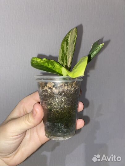 Замиокулькас