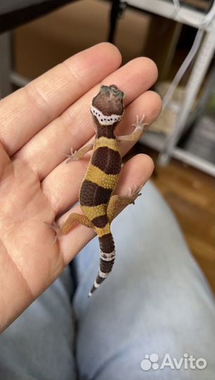 Пятнистый эублефар