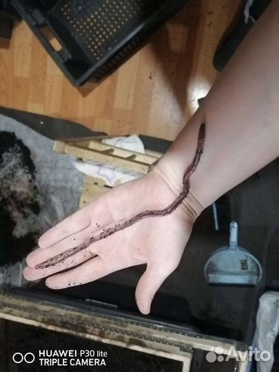 Черви дендробена, старатель