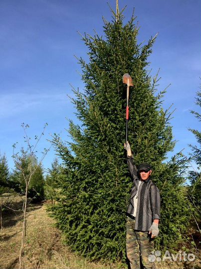 Ель обыкновенная в ассортименте