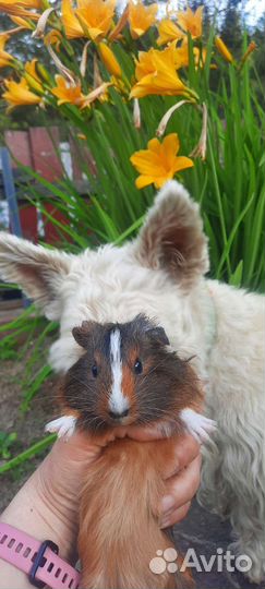 Морская свинка, малыш-мальчик