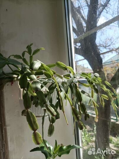 Комнатные цветы