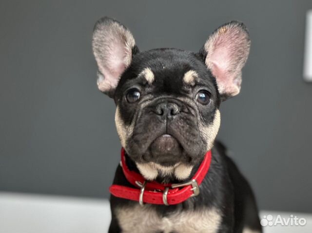 Французский бульдог черный купить в Санкт-Петербурге | Животные и ...