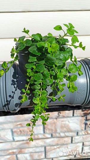 Вербейник монетчатый/Лизимахия