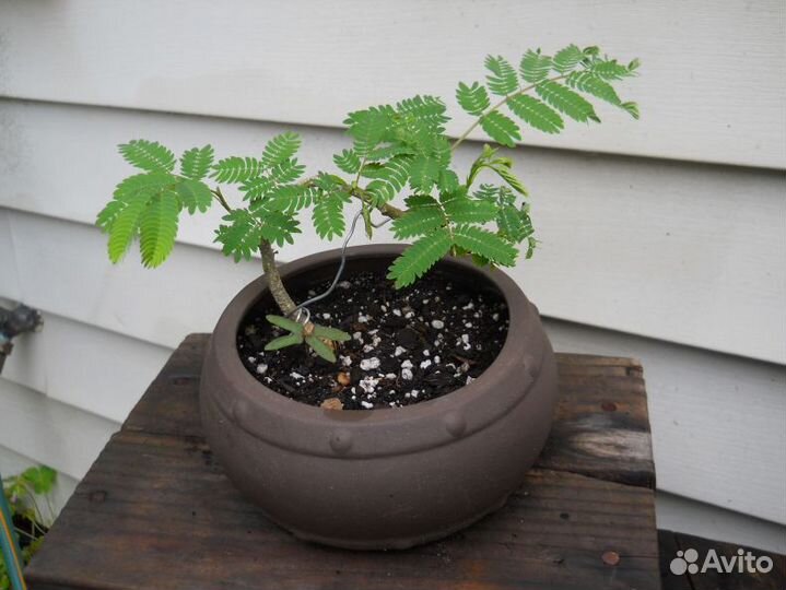 Альбиция бонсай (семена)