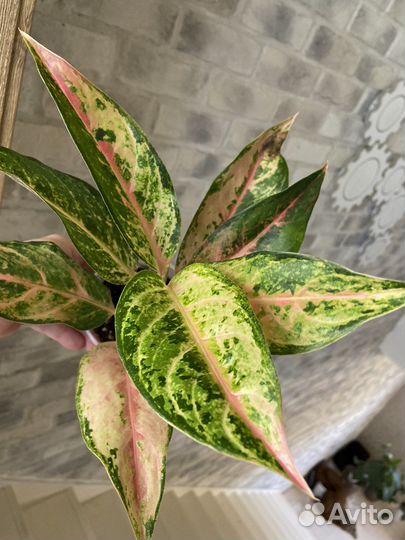 Аглаонема Алладин