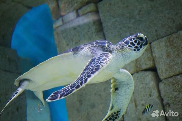 Билеты в океанариум