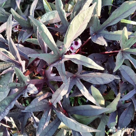 Ипомея Батат