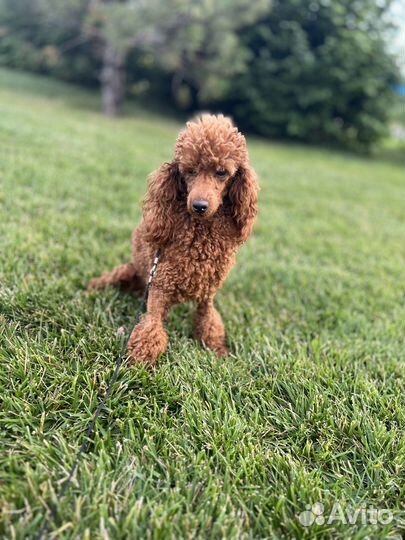 Пудель той РКФ