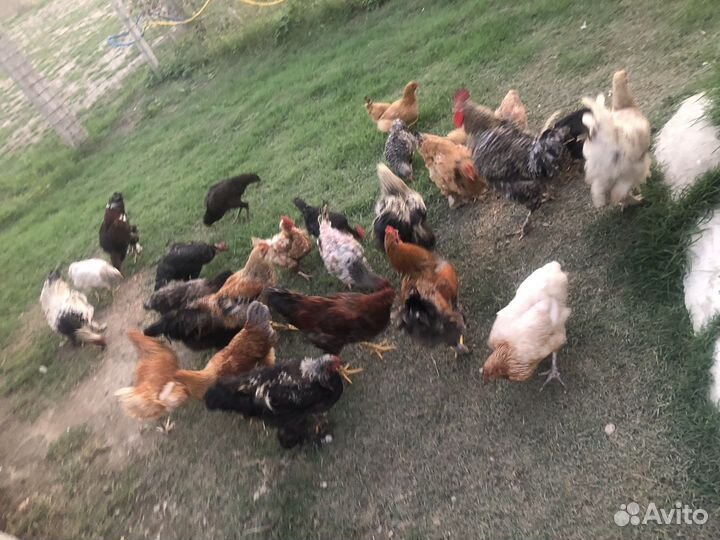 Куры домашние
