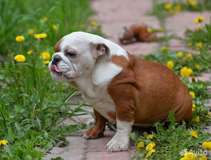Щенок девочка английского бульдога