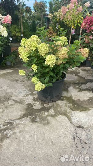 Гортензия в ассортименте
